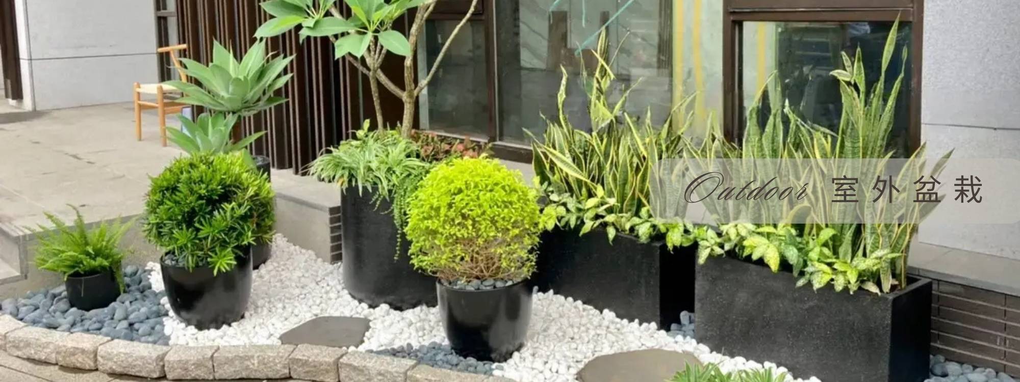 室外盆栽