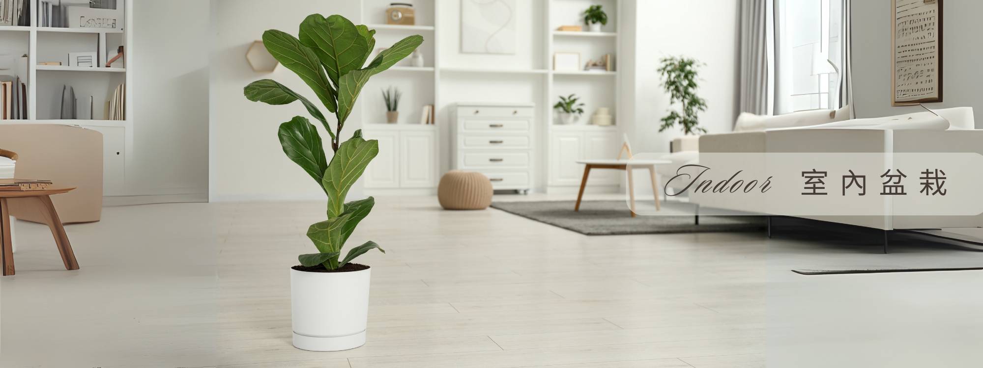 室內盆栽