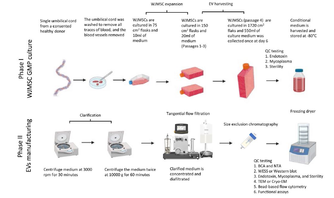 Large scale 大體積外泌體製備表徵流程