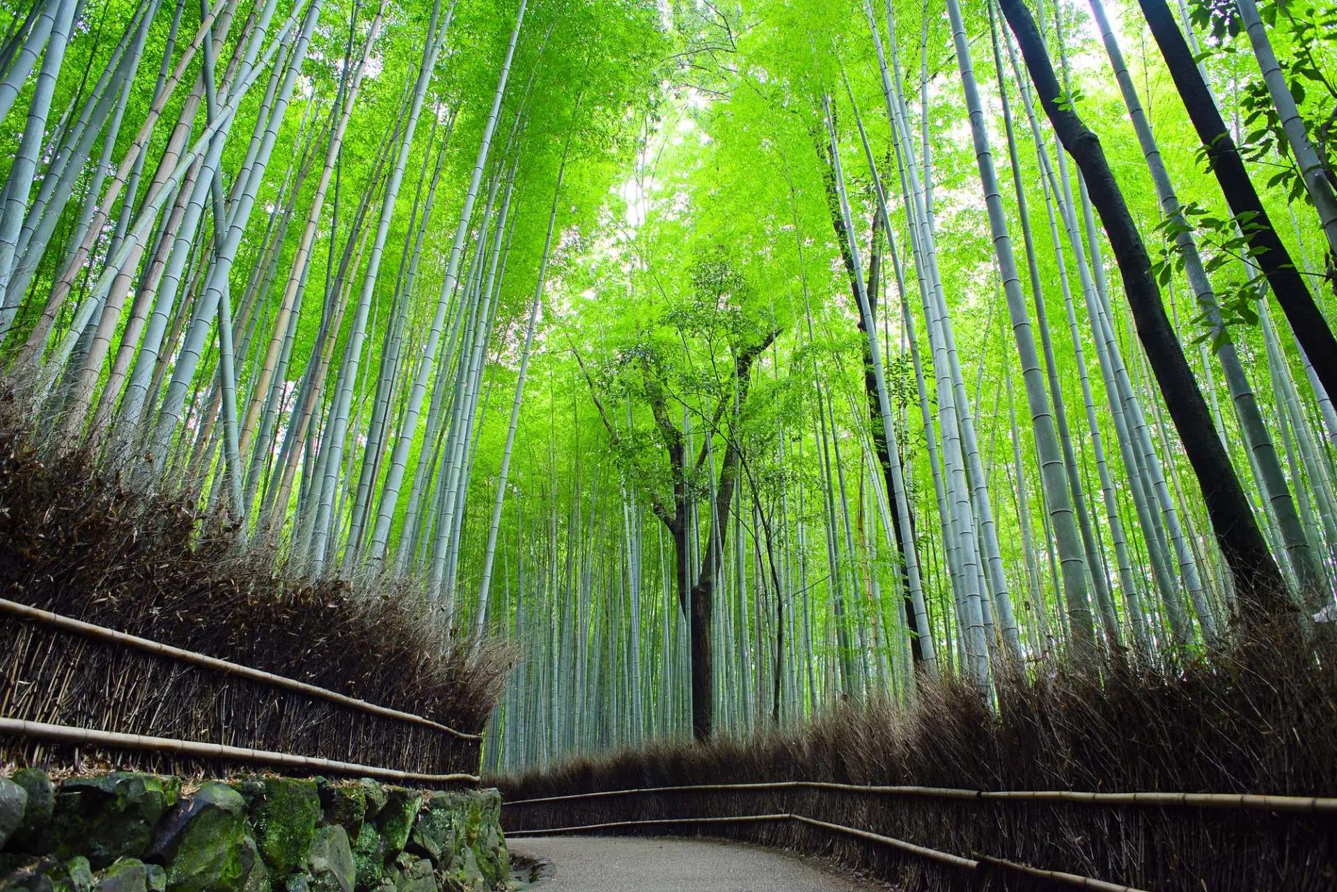 京都嵐山渡月橋.嵯峨野竹林步道
