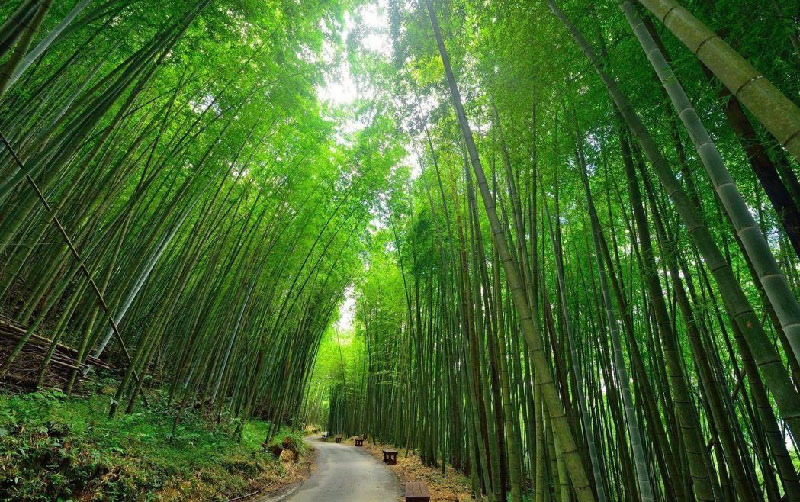 阿里山步道竹林