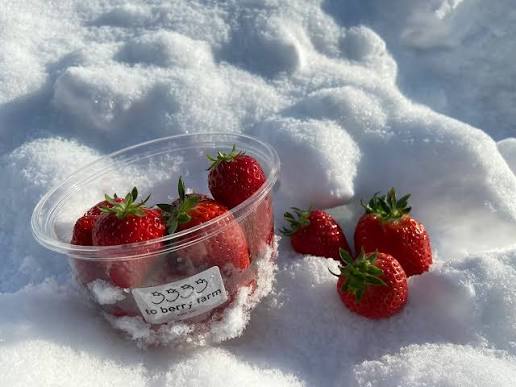 雪中採草莓體驗