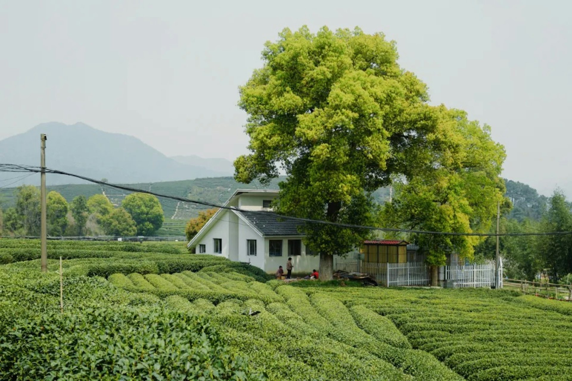 龍塢茶鎮．光明寺水庫