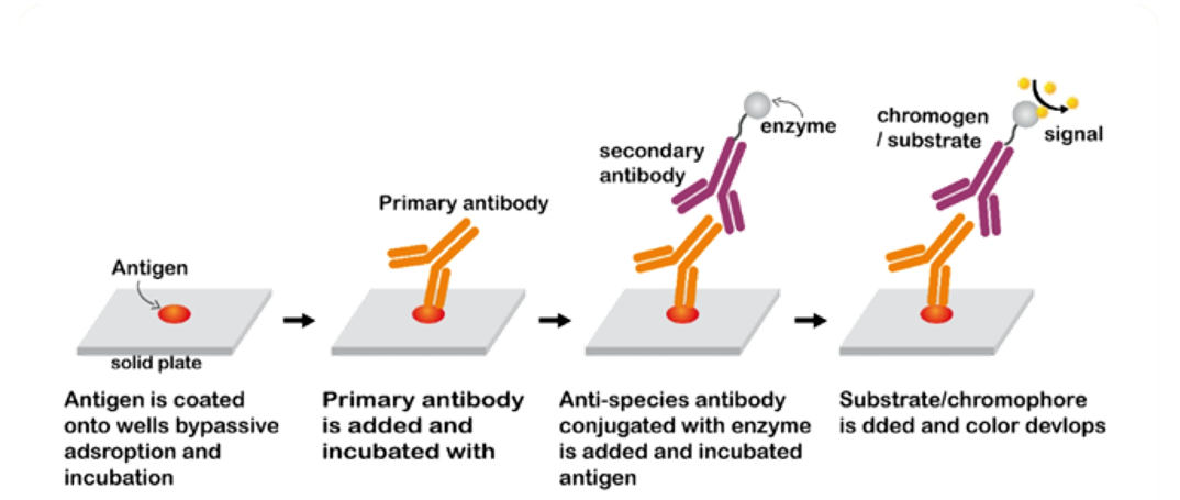 間接式ELISA檢測原理