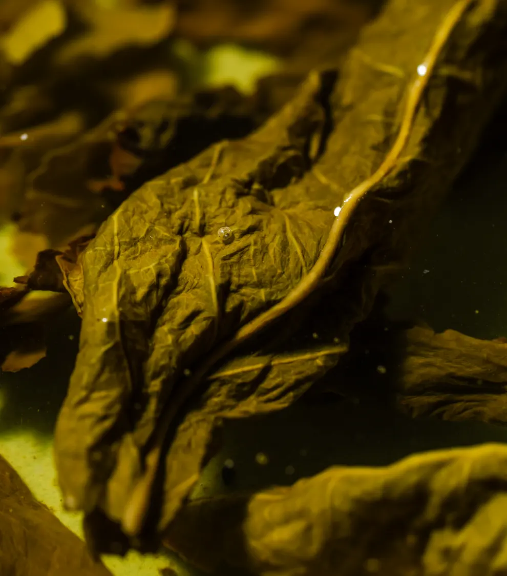 Tea Leaves